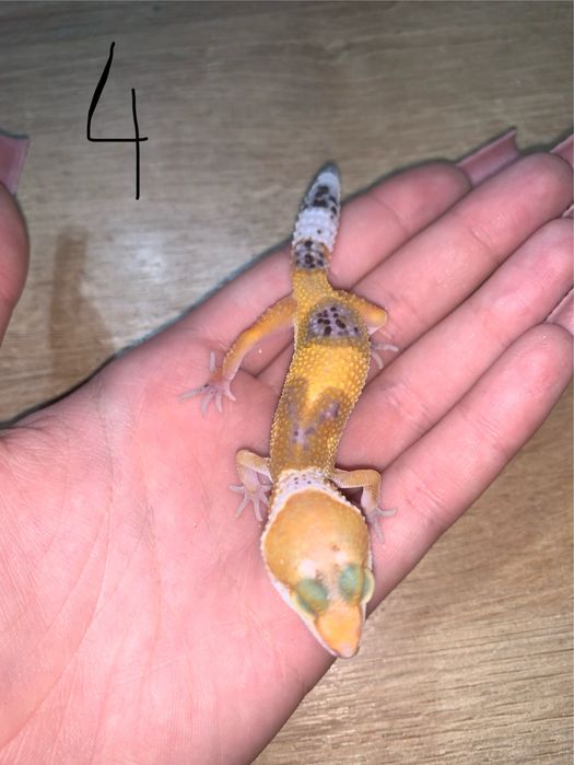 Gekon Lamparci Hypo Het Tangerine