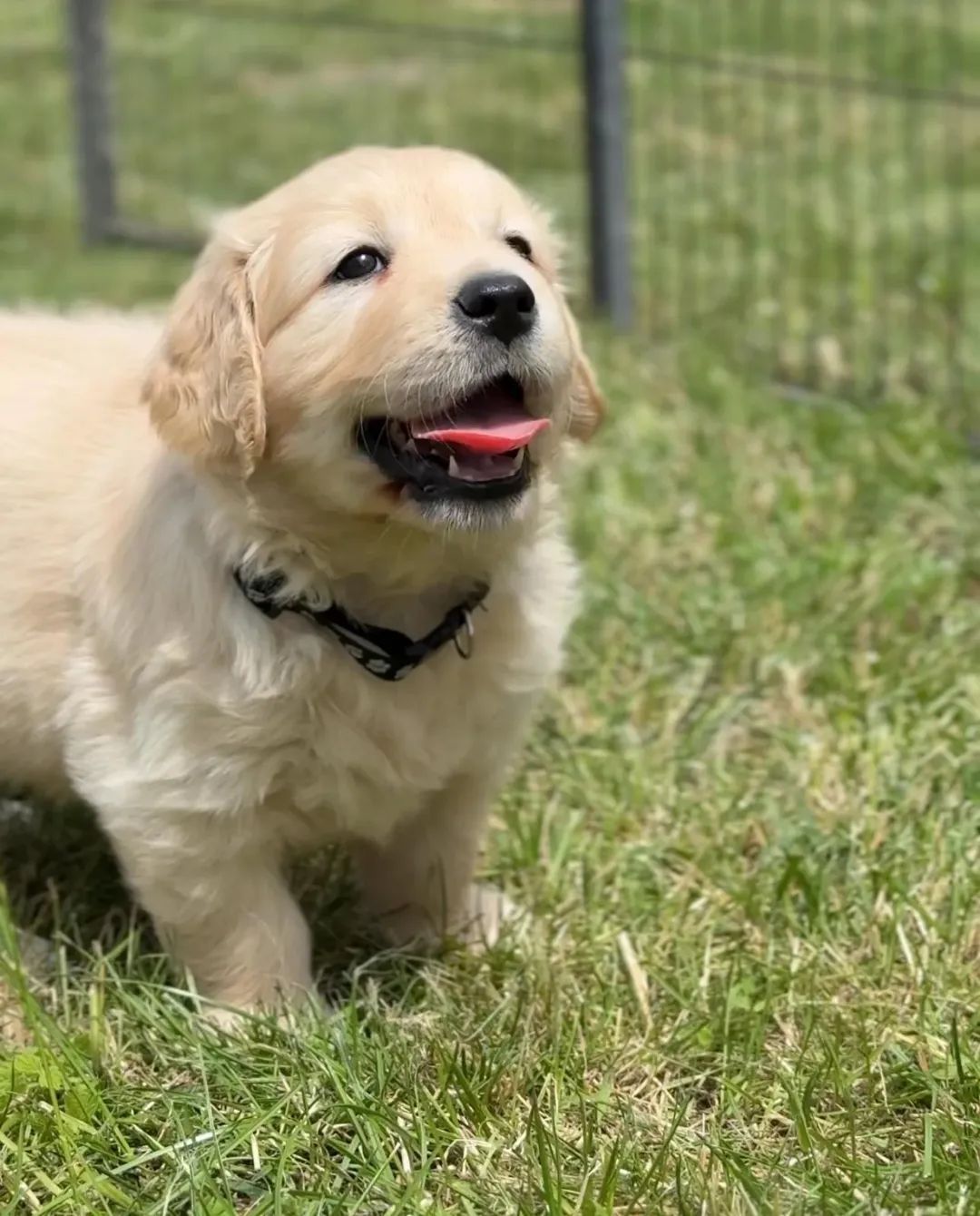 Golden Retriever złoty piesek !!!  Związek Kynologiczny w Polsce.