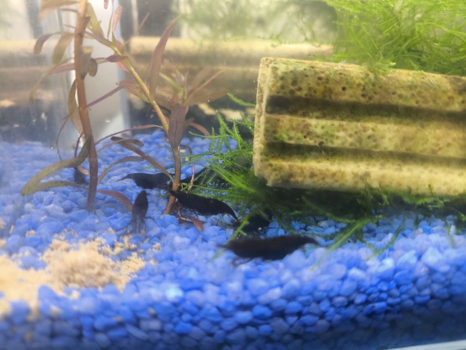 Neocaridina black sakura