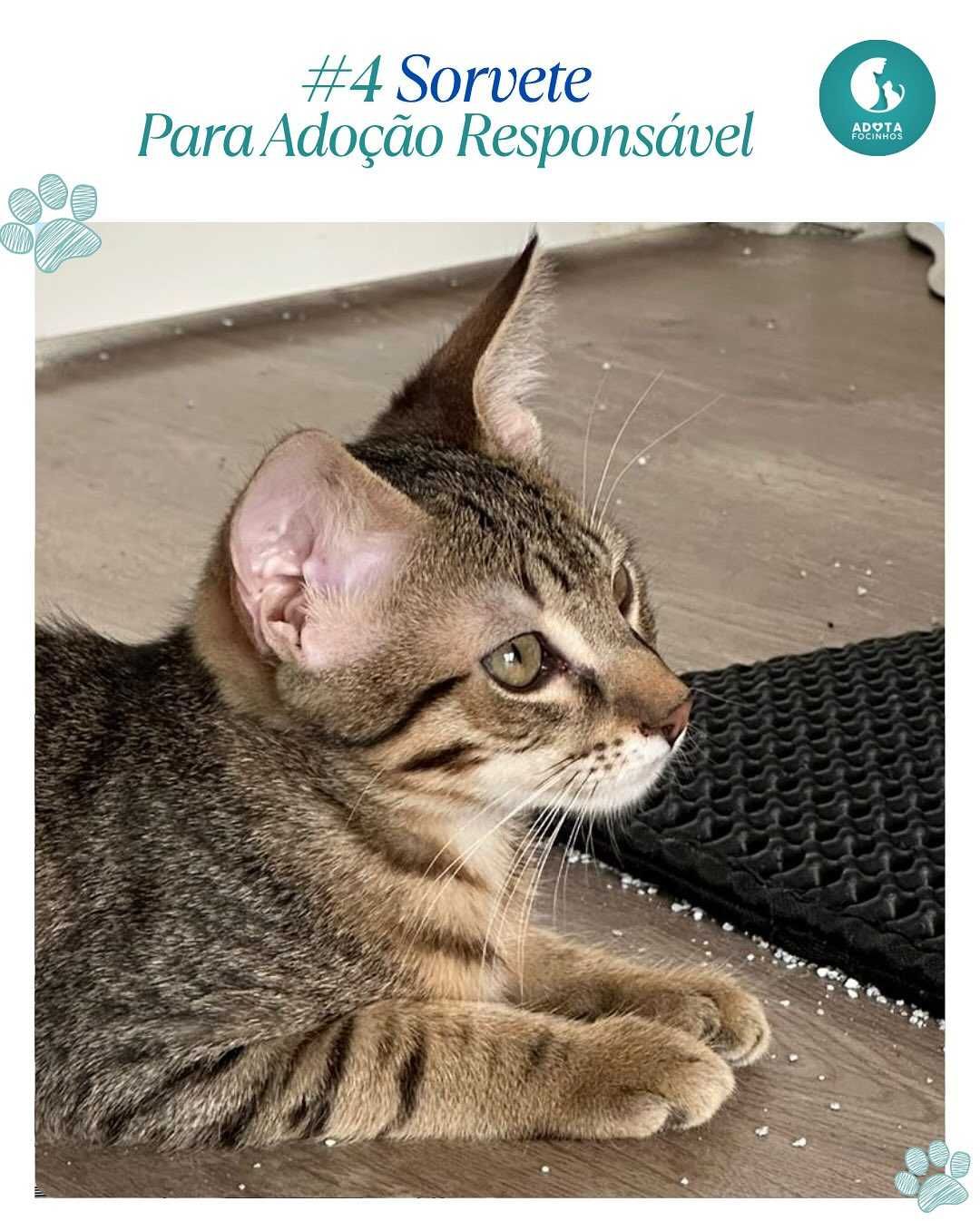 Bebé SORVETE - para adoção responsável