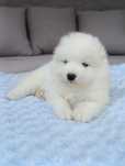 Szczeniaczek Samoyed piesek gotowy do odbioru
