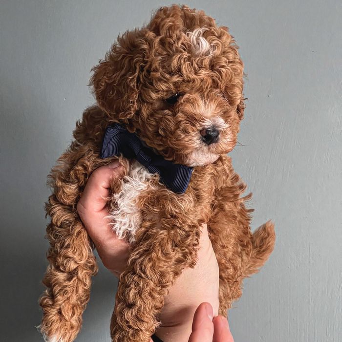 Bichpoo/ Poochon ( Maltipoo, Cavapoo)