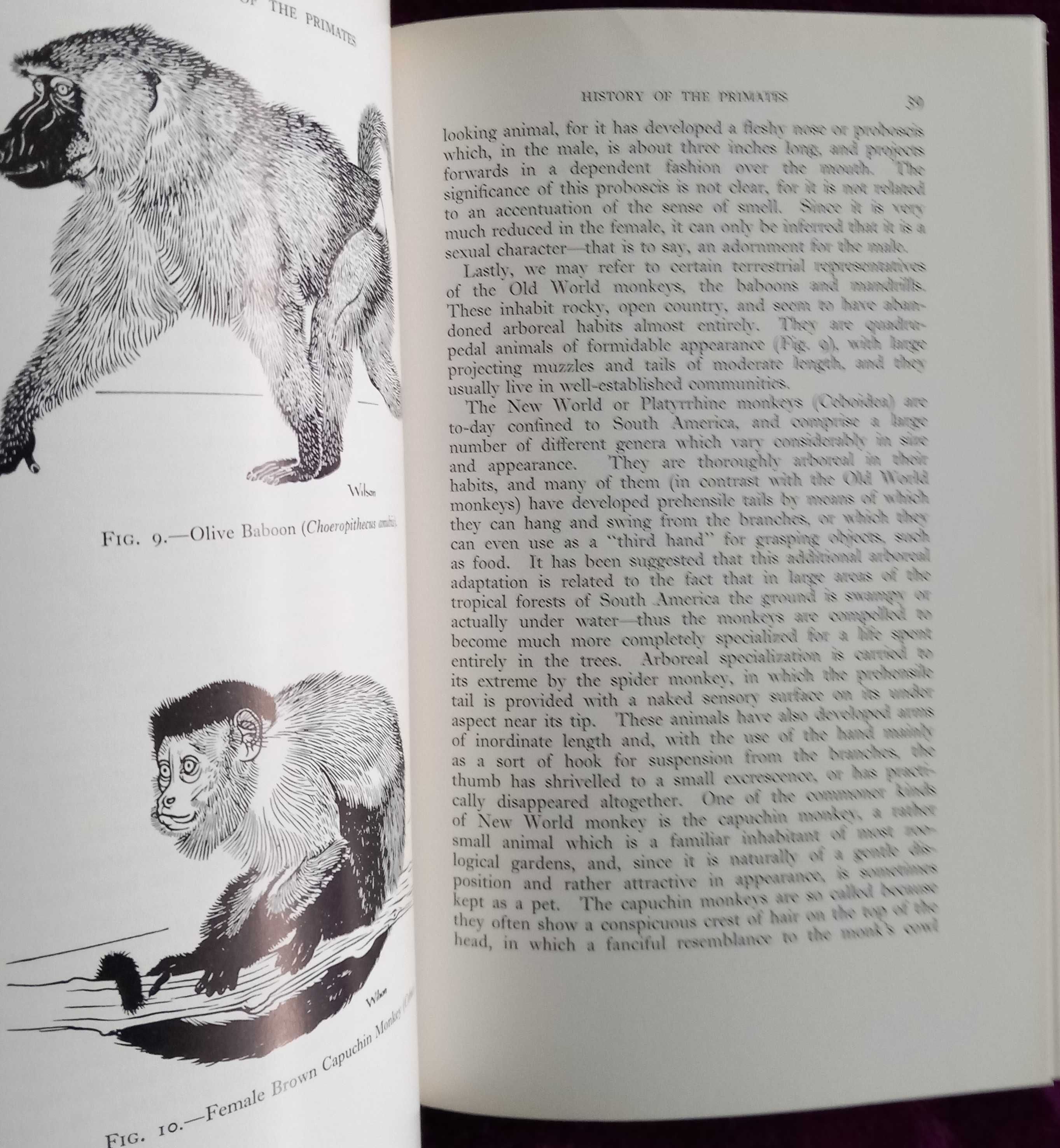 History of the Primates: An Introduction to the Study of Fossil Man