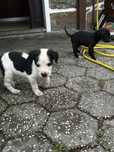 Da-se cães bebes