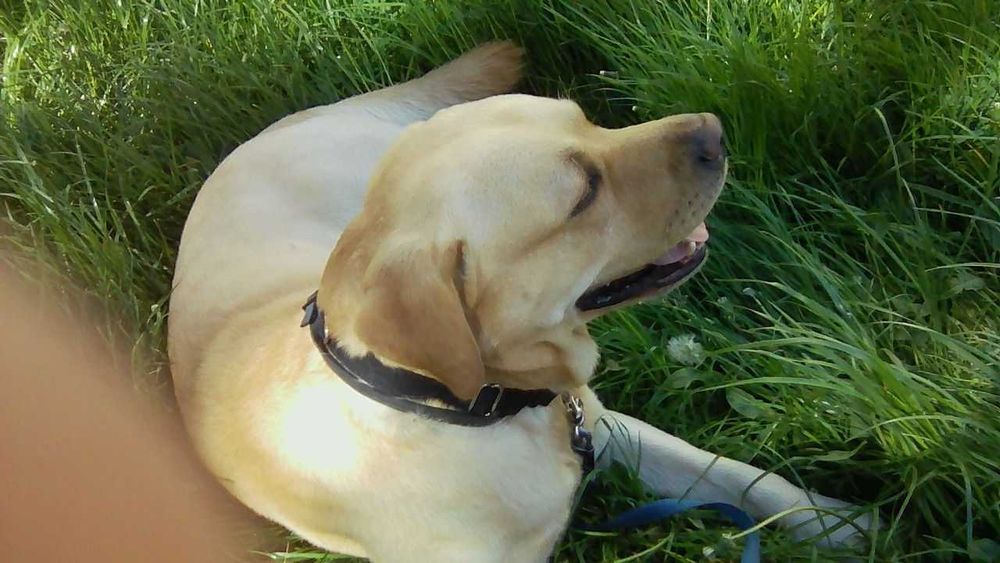 Вязка . Мальчик для девочки.