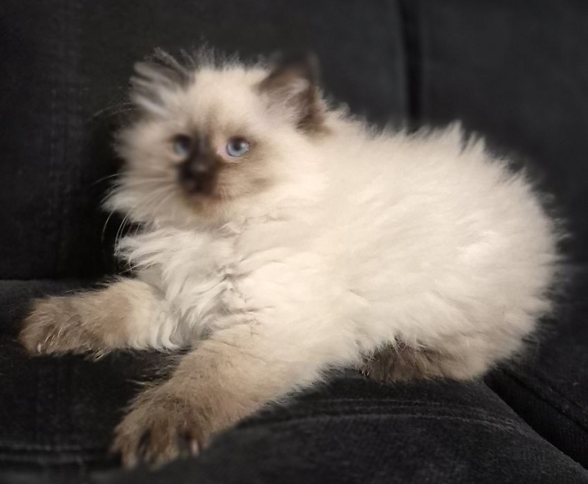 Kocurk Neva Masquarade