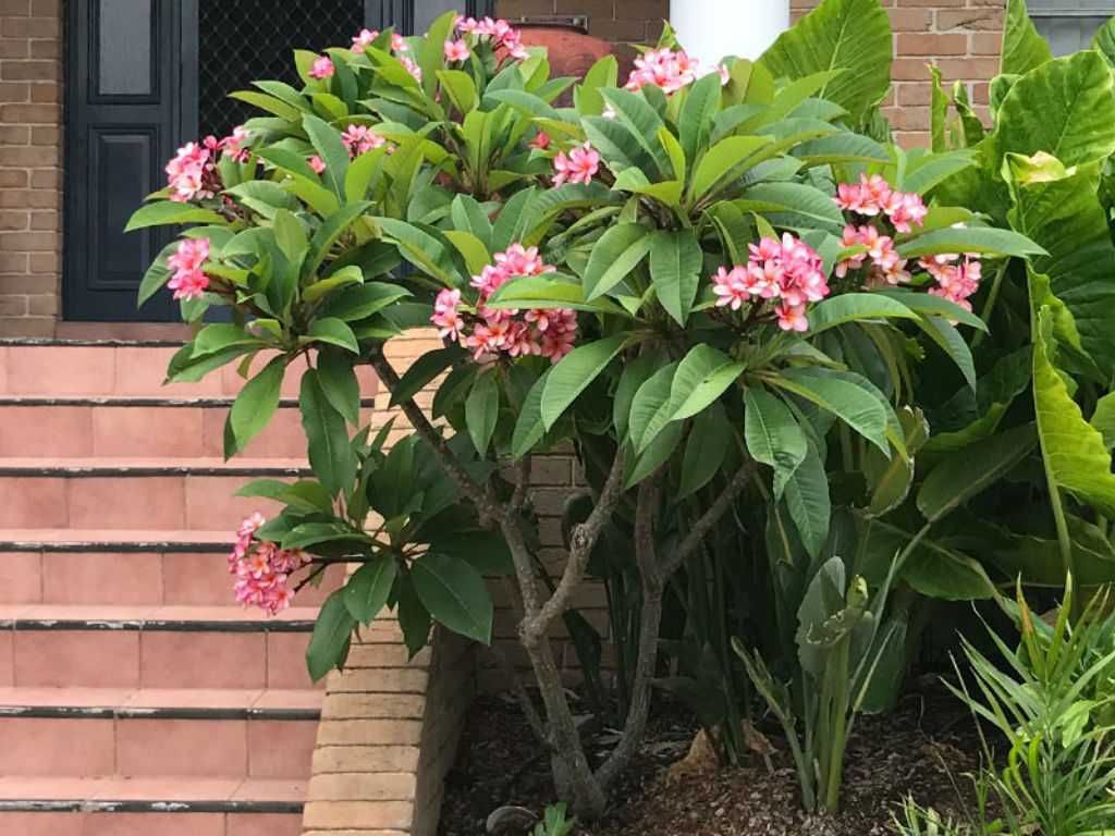 Plumeria Rubra. Kwiat Lei - Frangipani+GRATISY