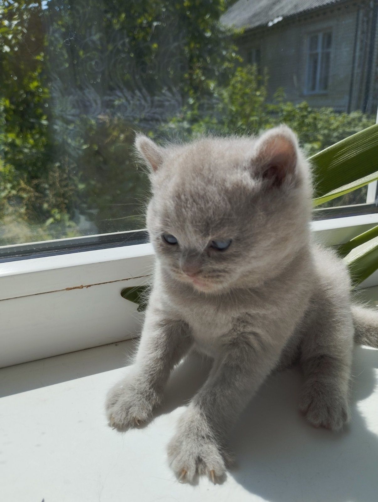 Шотландський котик