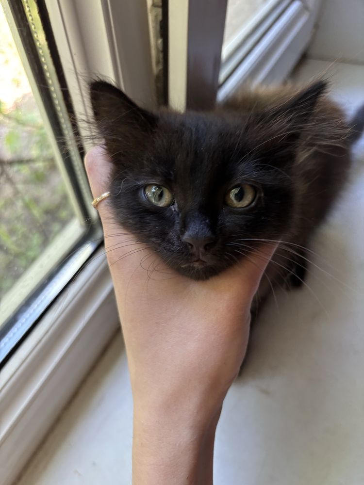 Кошеня отдам 1,5 месяца