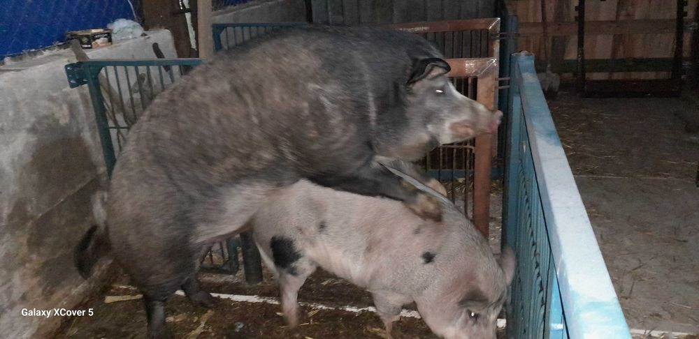 świniodziki sprzedam knura