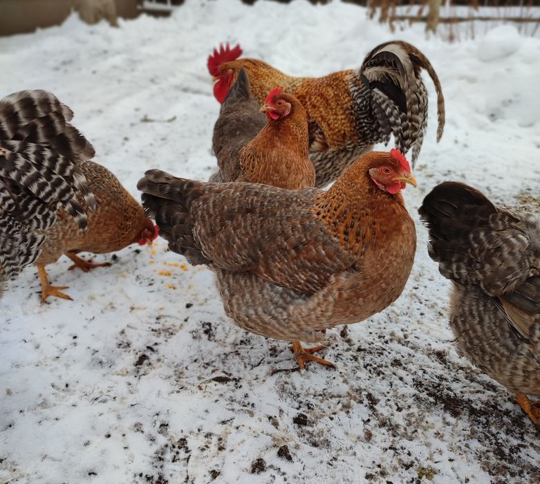 Інкубаційне яйце Білефельдер