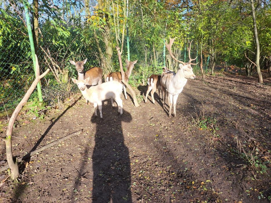 Sprzedam stado danieli