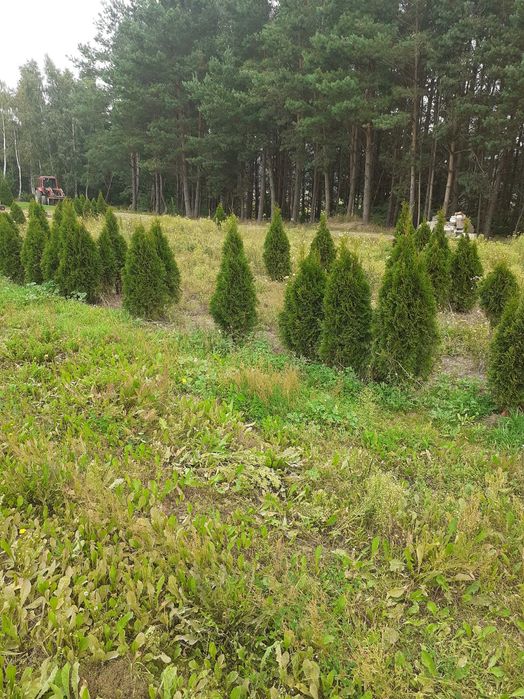 Tuje szmaragd likwidacja pola 15zl sztuka