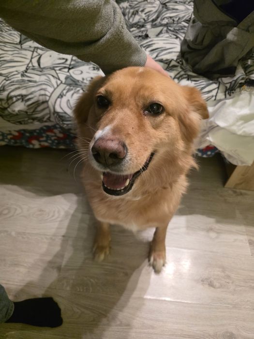 Suczka Elza szuka dobrego domu < 3