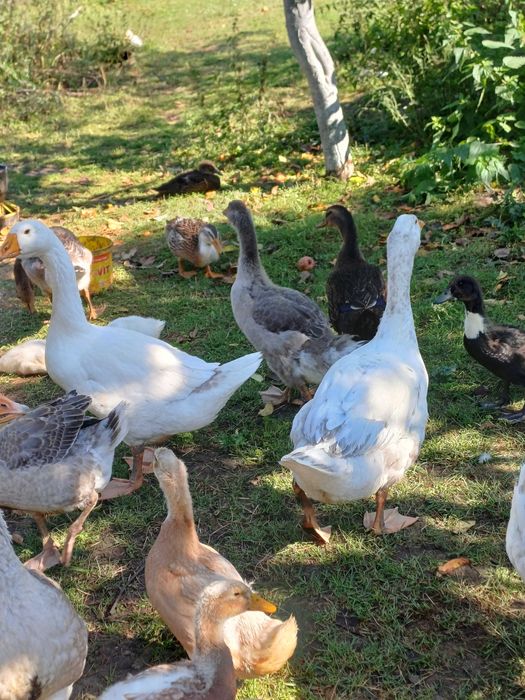 Gesi Landes i biale młode