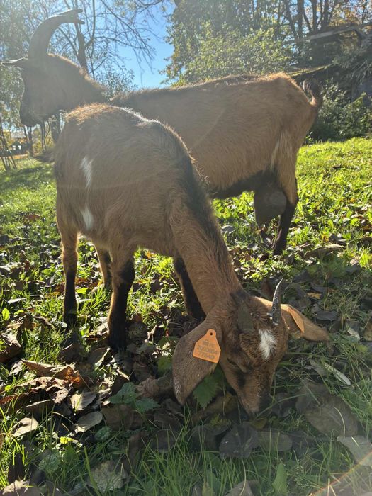 Koza alpejska mleczna