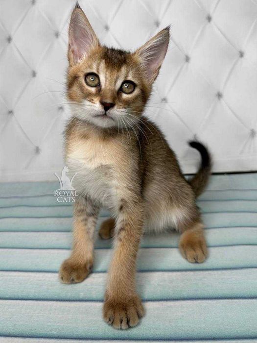 Chausie F2 Дівчинка д.н. 22.06.2023