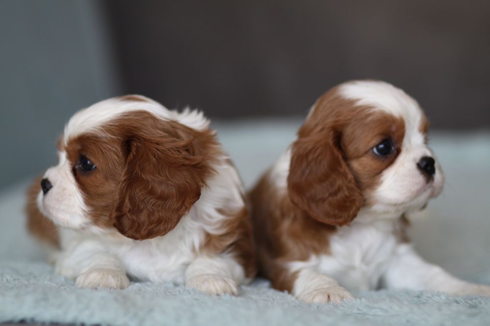 ***Cavalier King Charles Spaniel**