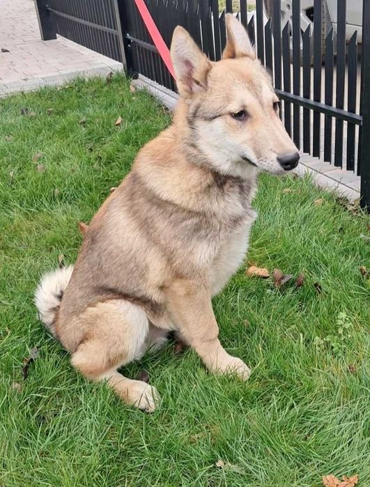 Sprzedam szczeniaki łajki zachodniosyberyjskiej