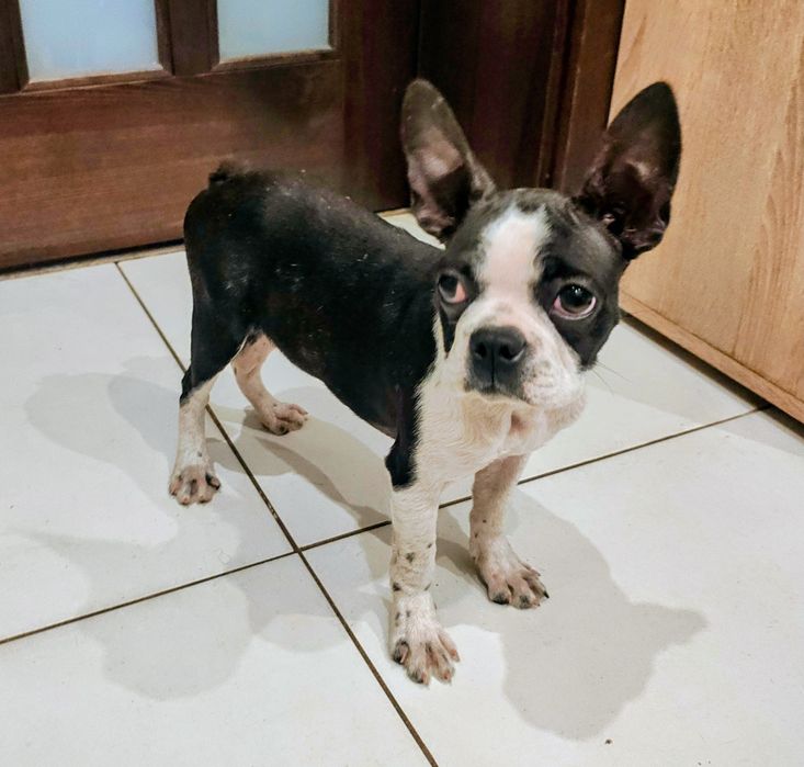 Boston Terrier suczka 5 miesięcy nie Buldog francuski