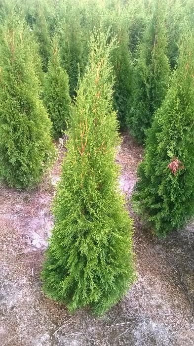 Thuja Tuja SMARAGD 120-140cm. 24zł/szt RABATY!!! PROMOCJA
