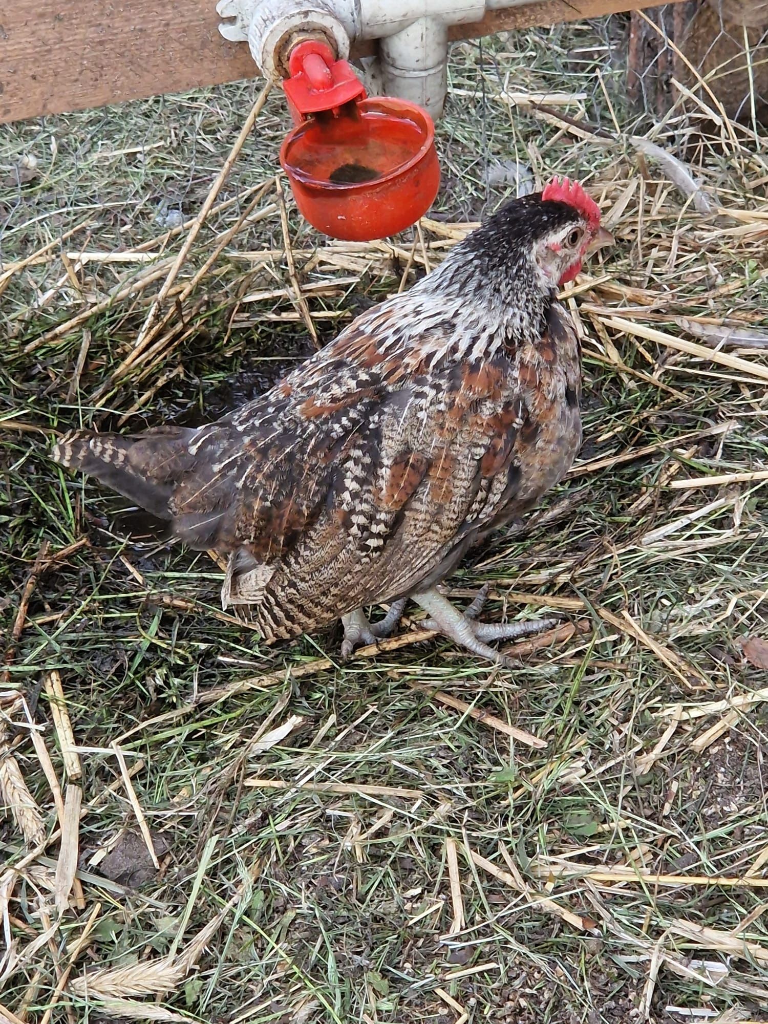 Koguty sarema młode tegoroczne.