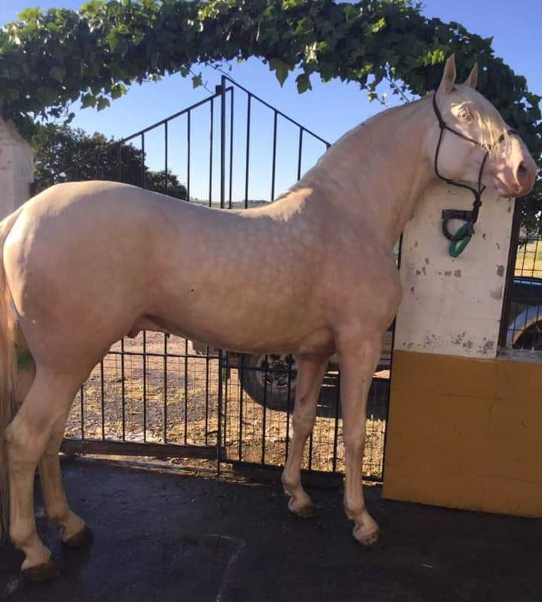 Potra palomina 9 meses