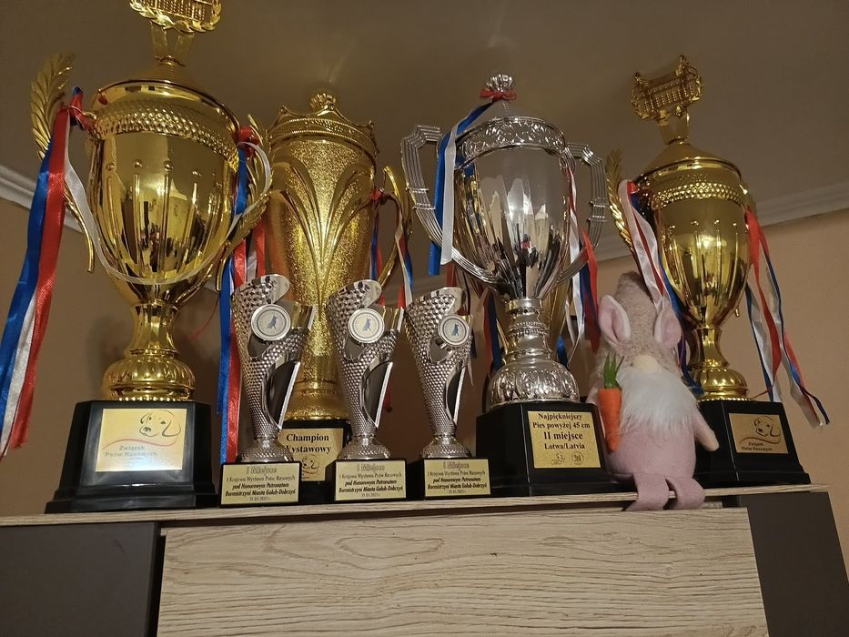 Przepiękny szczeniak labrador po rodzicach wystawowych