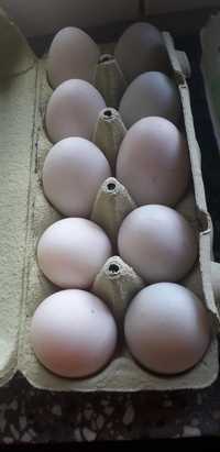 Nadwyżka jaja kacze