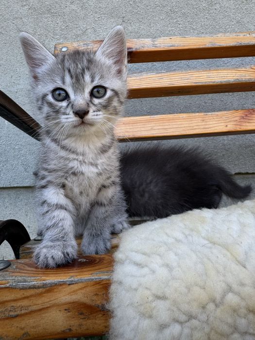 Британець котик кошеня