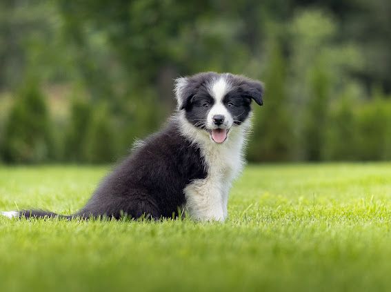 Border Collie ZKwP FCI gotowe do odbioru