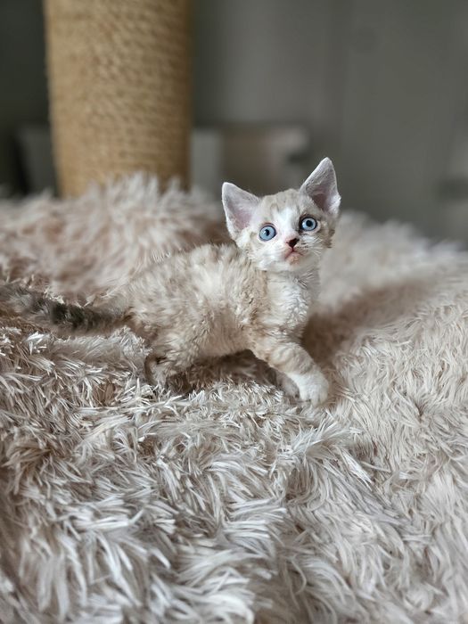 Kocurek Devon Rex czarny point