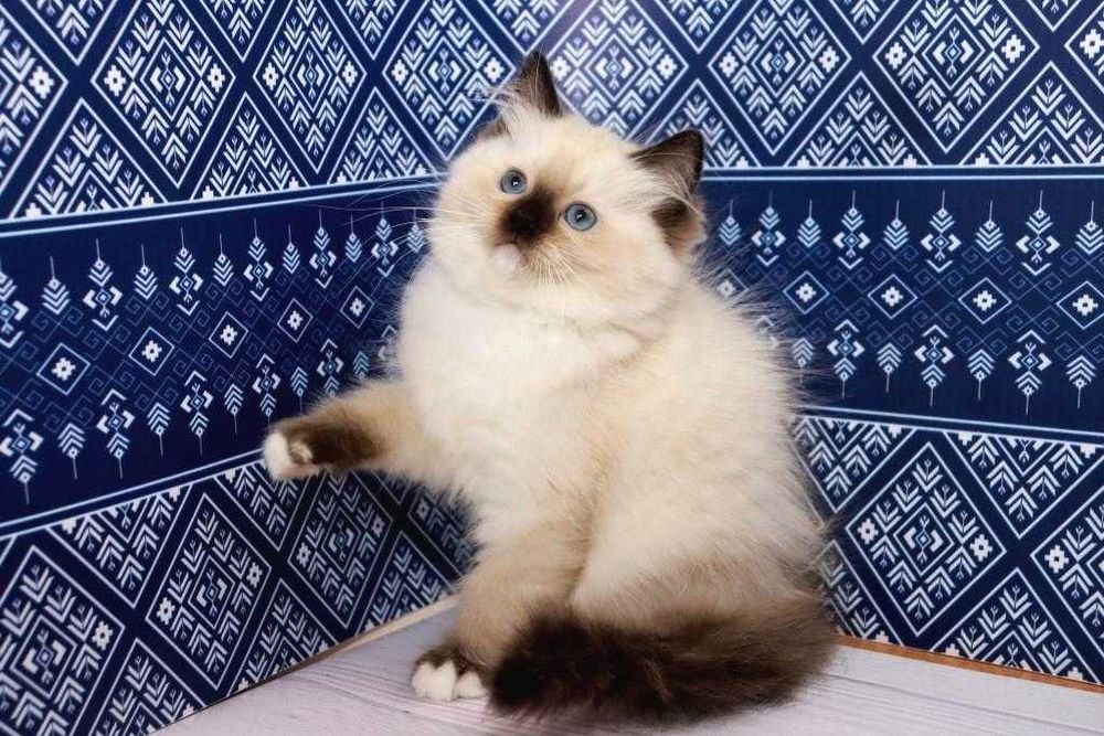 Красивий породистий хлопчик-регдол