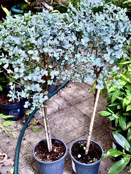 Евкаліпт. Доставка