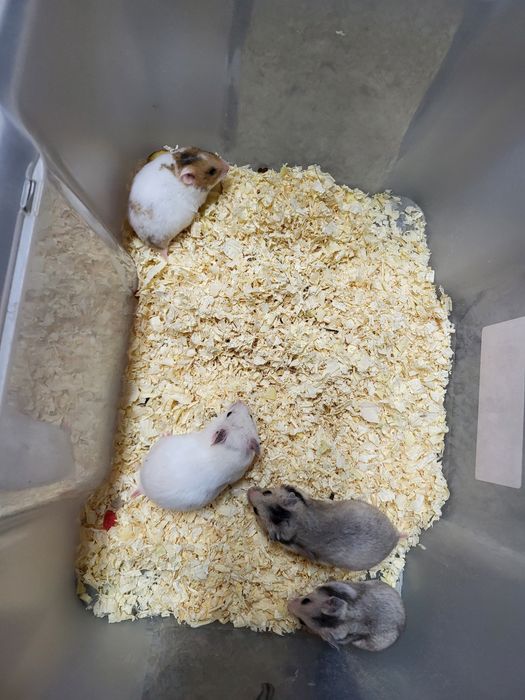 Chomik syryjski młode