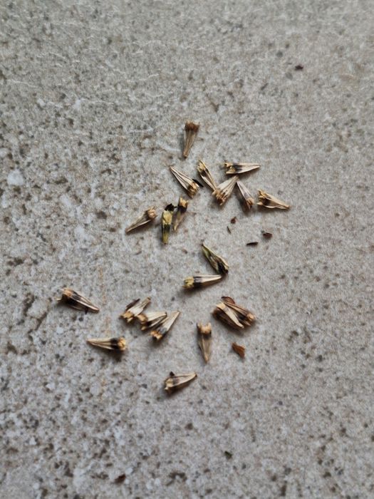 Jeżówka marmolada pomarańczowa, nasiona marmalade. 20 szt. Wieloletnia