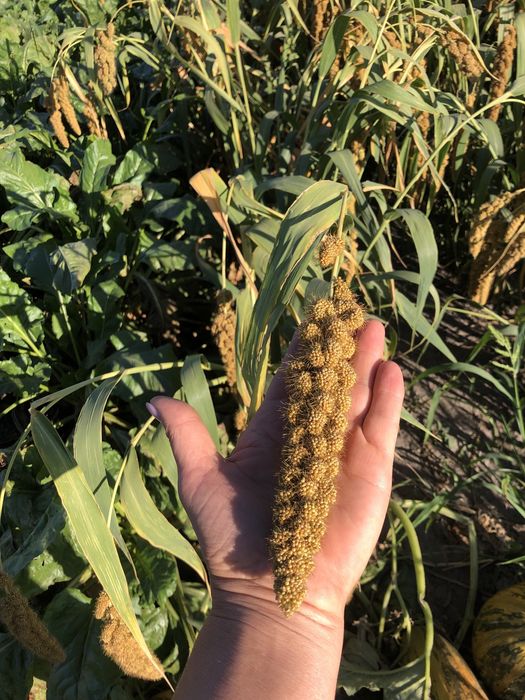 Продам чумизу , урожай 2025 року