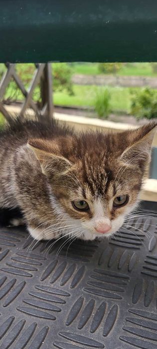 Kociaki do adopcji.