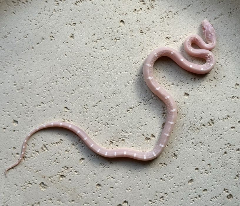 Wąż zbożowy Snow Scaleless