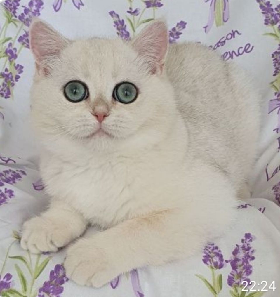 В'язка Британського котика - МАРКА !