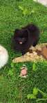 Szpic miniaturowy pomeranian czarny chłopiec pies