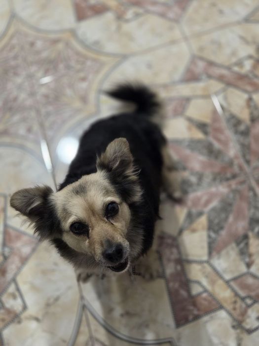 Собака шукає дім