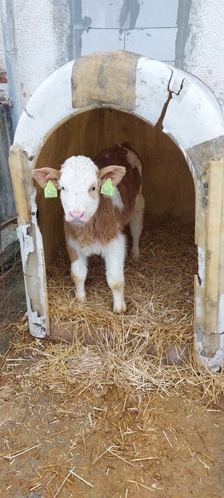 Cielaki Mięsne Simental 100% Byczki