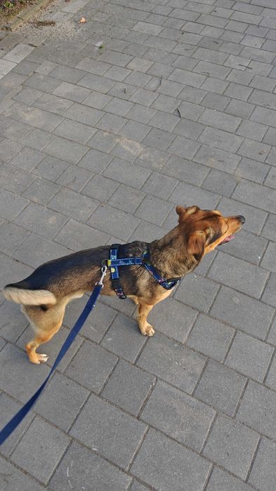 Szukamy domu dla psa