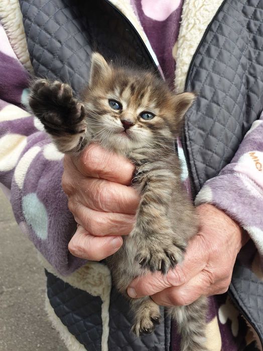 Кошеня в добрі руки