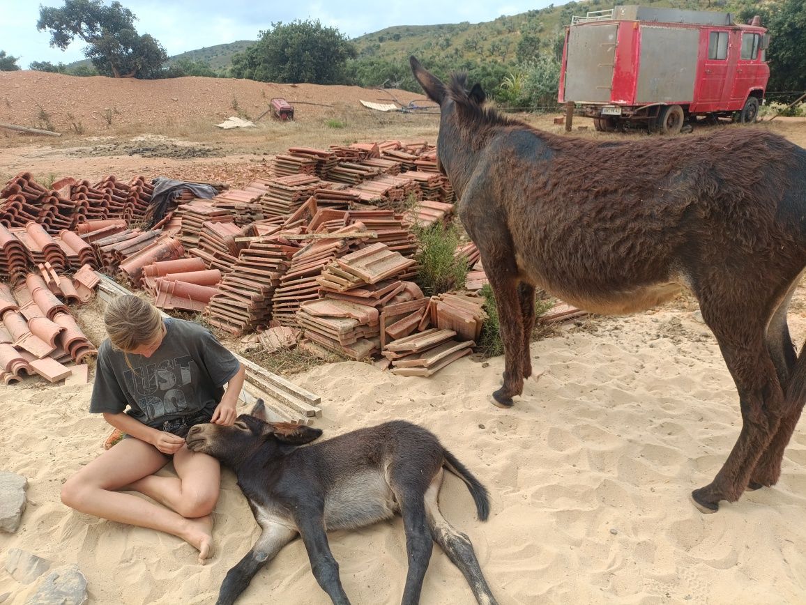 Burrinho bebe meiga