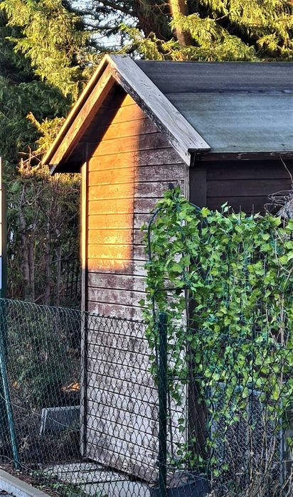 Sztuczny bluszcz 50 m na ścianę balkon taras dekoracja 50 metrów