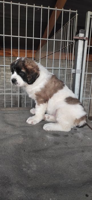 Moskiewski stróżujący moskiewskie z metryką i czipem