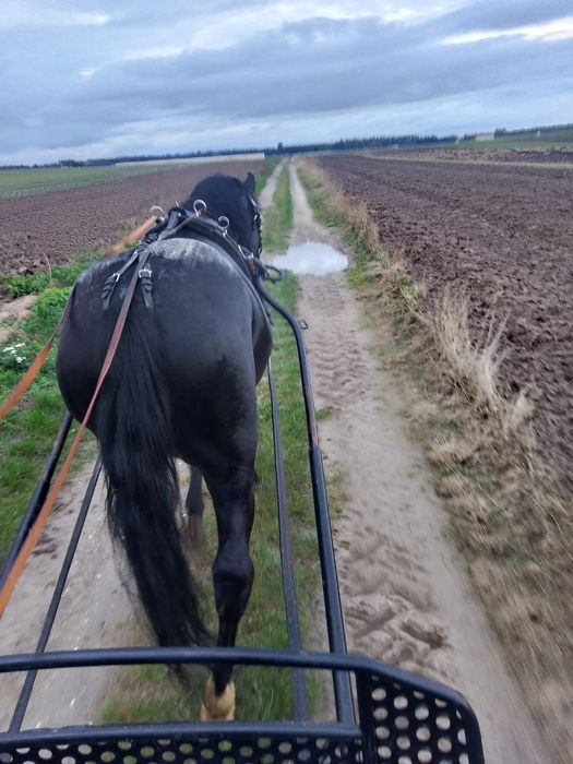 Koń ogier 3 lata