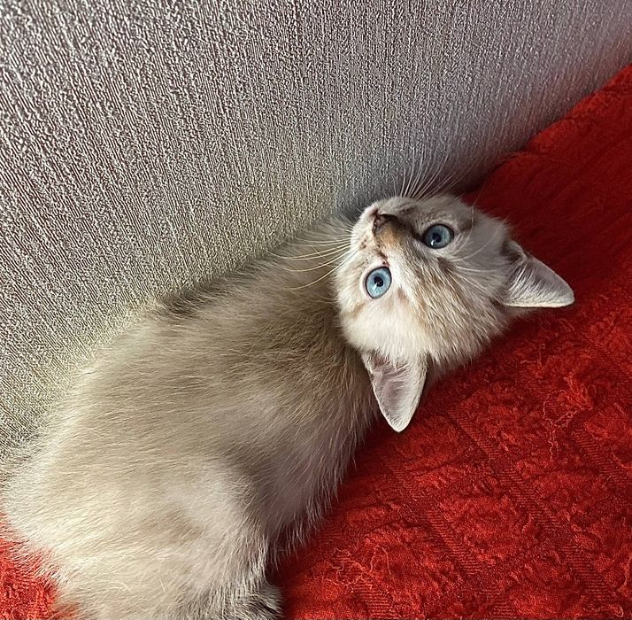 Віддамо безкоштовно дівчинку